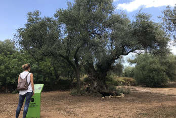 Pla de creació de producte oleoturístic a l’entorn de les oliveres mil·lenàries de la Taula del Sènia