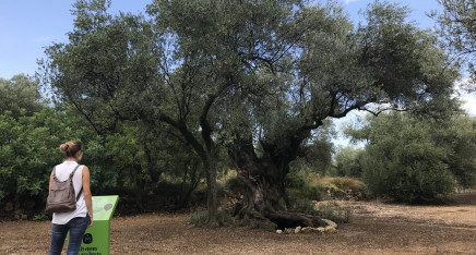 Pla de creació de producte oleoturístic a l’entorn de les oliveres mil·lenàries de la Taula del Sènia