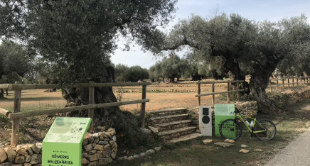 Creació i ampliació de les rutes de cicloturisme per les oliveres mil·lenàries del territori Sènia