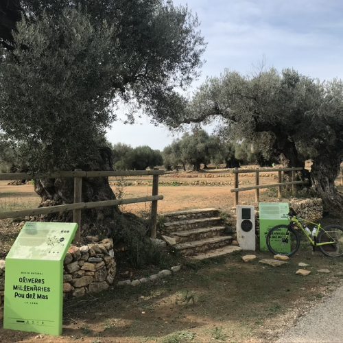 Itineraris cicloturisme oliveres mil·lenàries